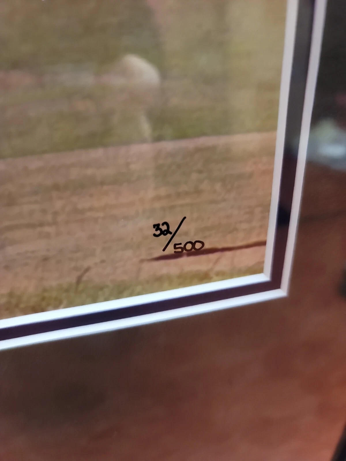 UDA Tiger Woods Signed 16x20 Framed 2000 British Open Photo 32/500 RARE BECKETT - Image 5